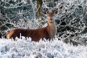 Deer at winter weather Nature