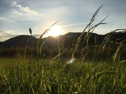 Grass Sky Nature