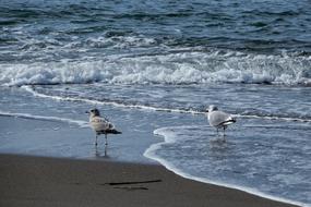 goodly Sea bird