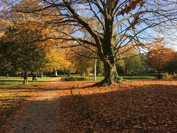 Autumn Leaves Tree