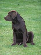 Labrador Dog Chocolate on the green grass