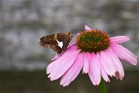 Butterflies White-Spot
