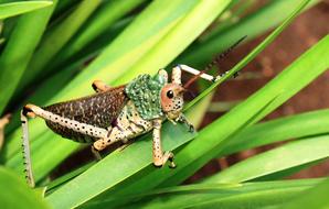 Insect South Africa