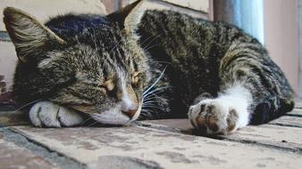 stunningly beautiful Cat Vacation