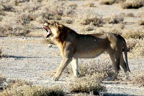 Lion Namibia in Etosha National park