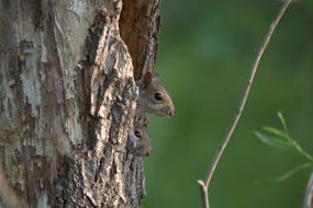 cute wild squirrel in a hollow tree
