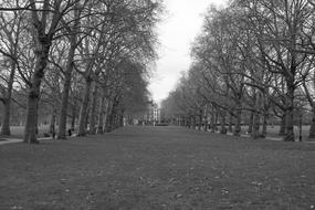 gray photo of a park alley