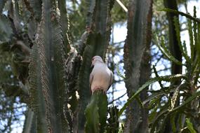 grey Bird perched Cactus twig