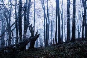 Winter Forest Trees at winter