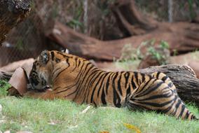 goodly Animal Tiger