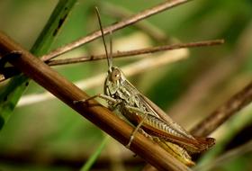 desert locust on the grass