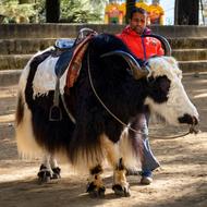 man leads colored furry bull