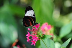 heliconius cydno Butterfly on pink Flowers