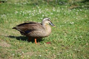 duck is looking for food on the lawn
