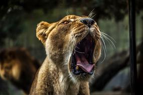 wild lioness on safari