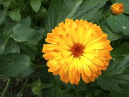 Marigold Orange Blossom