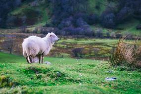 white lamb in the countryside