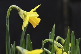 Natural Yellow Flowers in Spring