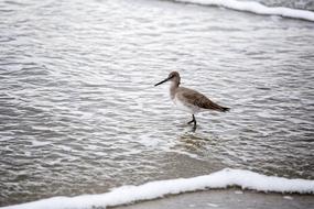 beautiful wading Bird walks through Water
