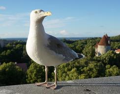 wild Seagull at Summer