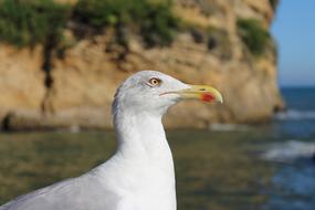 fabulous Bird Seagull Water