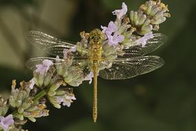 Dragonfly Nature