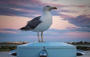 Seagull Bird on roof