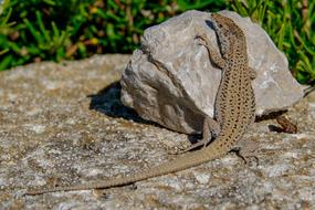 lizard on a stone