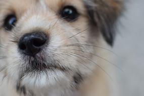 cute puppy face