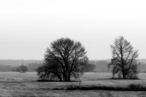 Landscape Winter Trees Black And white