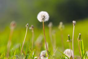 Dandelion Plant Flower