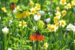 Imperial Crown Spring Flowers in garden