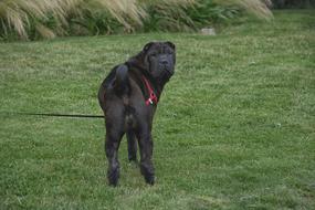 fabulous Dog Charpei Canine