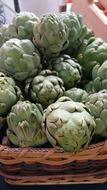 green artichoke harvest