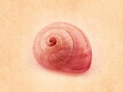 background shell snail