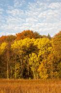 Forest Trees Autumn