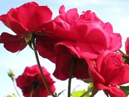 fragrant roses in the park