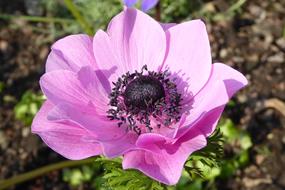 anemone pink Flower Blossom