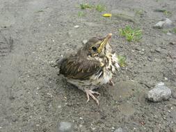 goodly Bird Young Nature