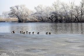 Winter River Birds