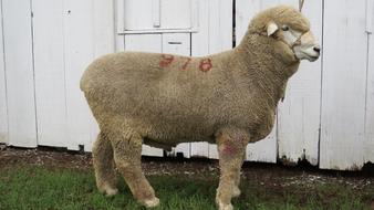 fluffy sheep with a number on its back