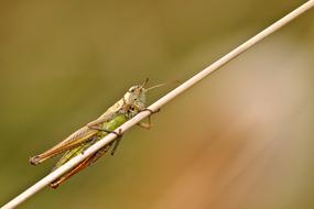 goodly Desert Locust Insect
