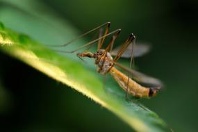 Insect Macro on Leaf