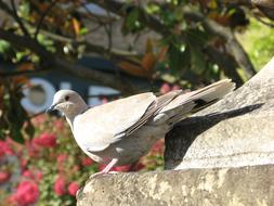 street pigeon on a rock