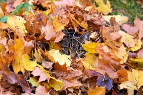 the cat is hiding in the autumn foliage