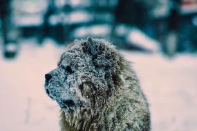 Dog with Snowy fur outdoor