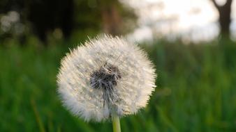 Dandelion