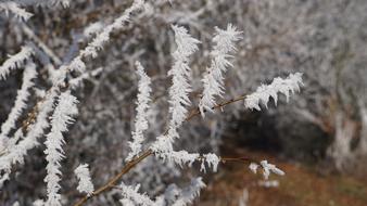 Winter Frozen branch