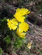 Flower Spring Adonis Yellow