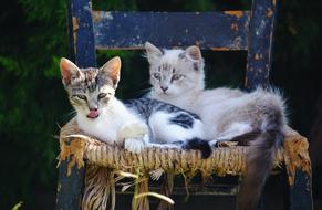 goodly Hungry Cats